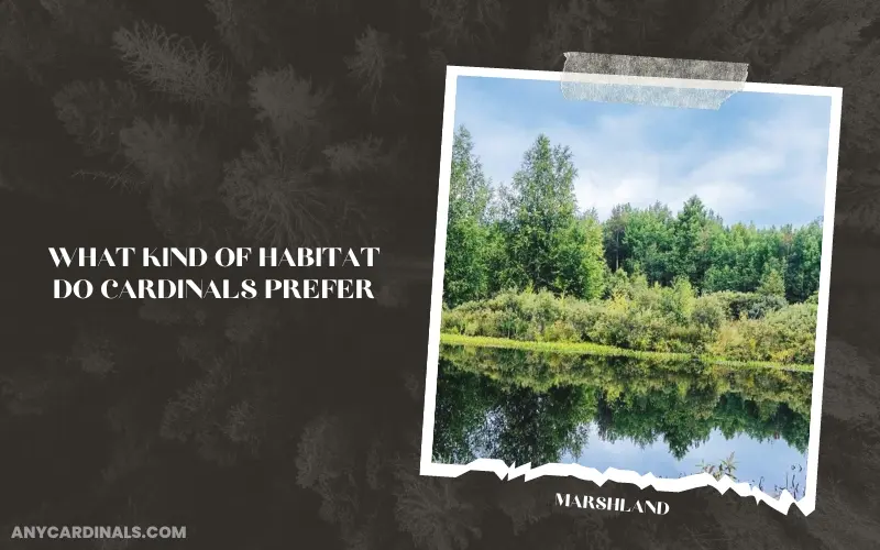 What Kind Of Habitat Do Cardinals Prefer