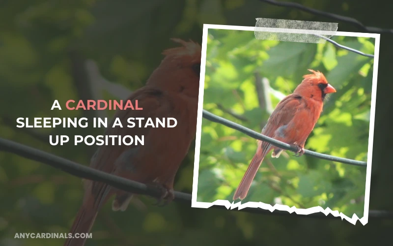 A Cardinal Sleeping In A Stand Up Position