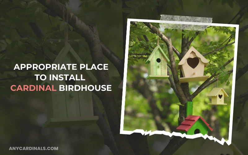 Appropriate Place To Install Cardinal Birdhouse