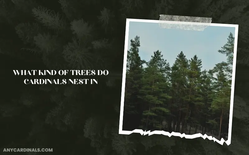What Kind Of Trees Do Cardinals Nest In