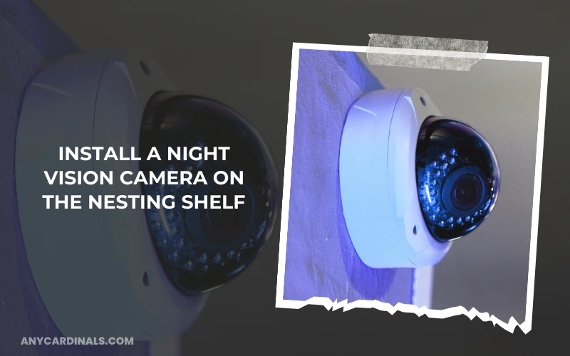 Install A Night Vision Camera On The Nesting Shelf