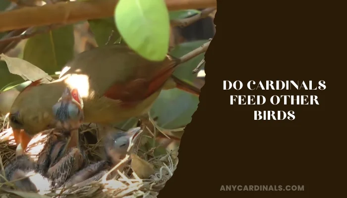Do Cardinals Feed Other Birds