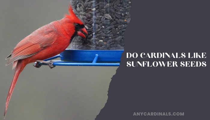 Do Cardinals Like Sunflower Seeds