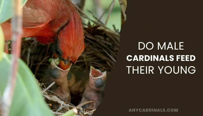 Do Male Cardinals Feed Their Young