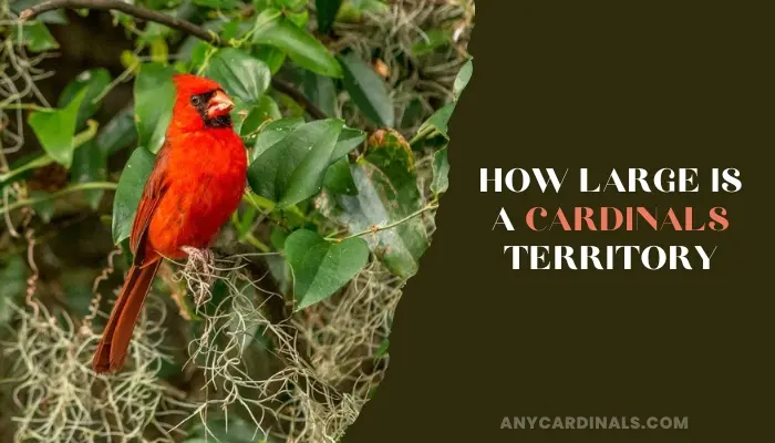 How Large Is A Cardinals Territory