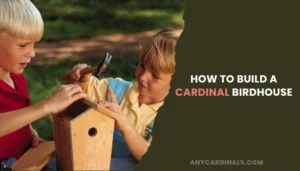 How To Build A Cardinal Birdhouse