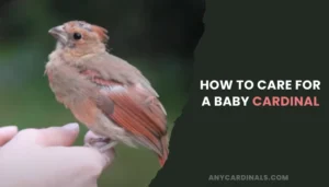 How To Care For A Baby Cardinal