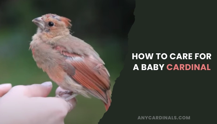 How To Care For A Baby Cardinal