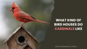 What Kind Of Bird Houses Do Cardinals Like