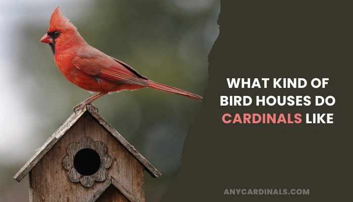 What Kind Of Bird Houses Do Cardinals Like