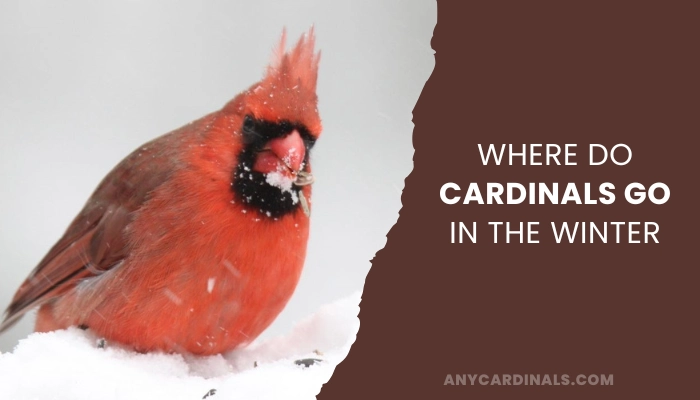 Where Do Cardinals Go In The Winter
