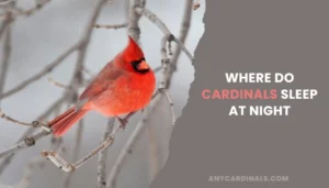 Where Do Cardinals Sleep At Night