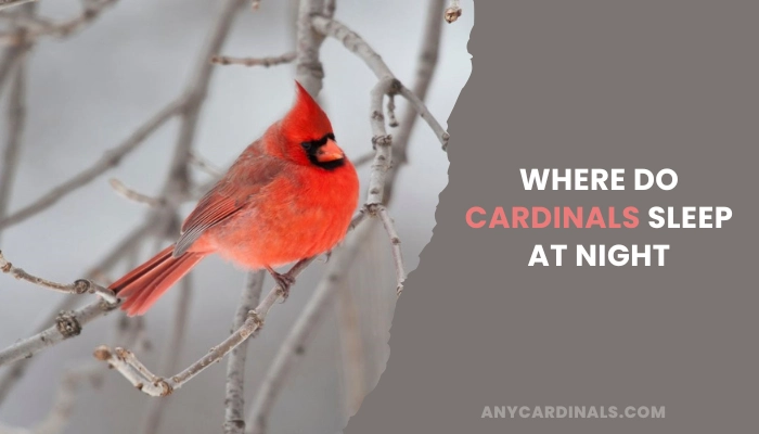 Where Do Cardinals Sleep At Night