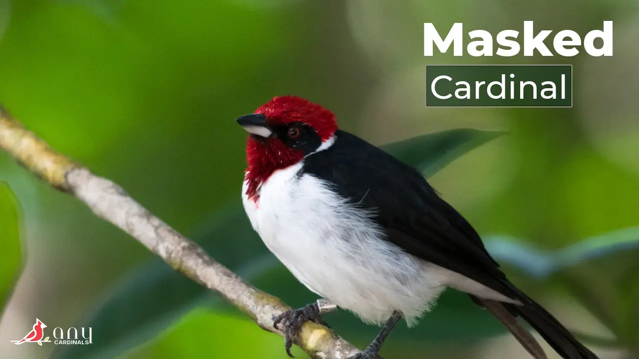 Masked Cardinal - Colorful Bird of South America! - Any Cardinals