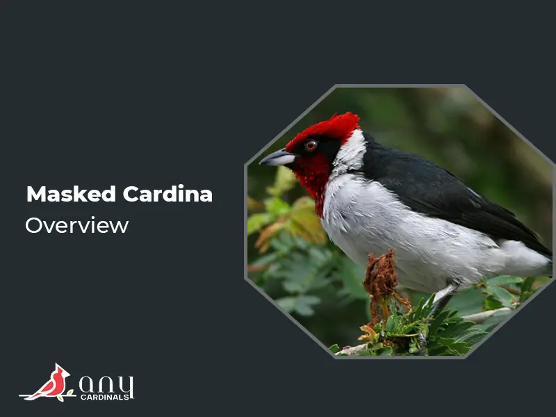 Overview of Masked Cardinal