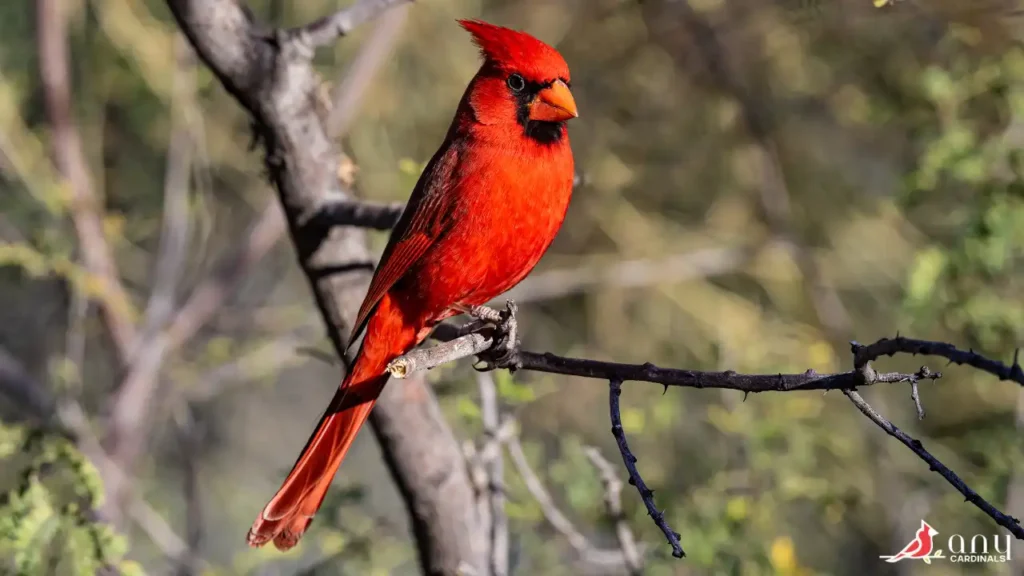 Cardinal Behavior