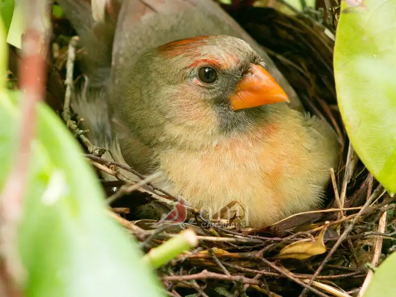 Cardinal Egg-laying and Incubation
