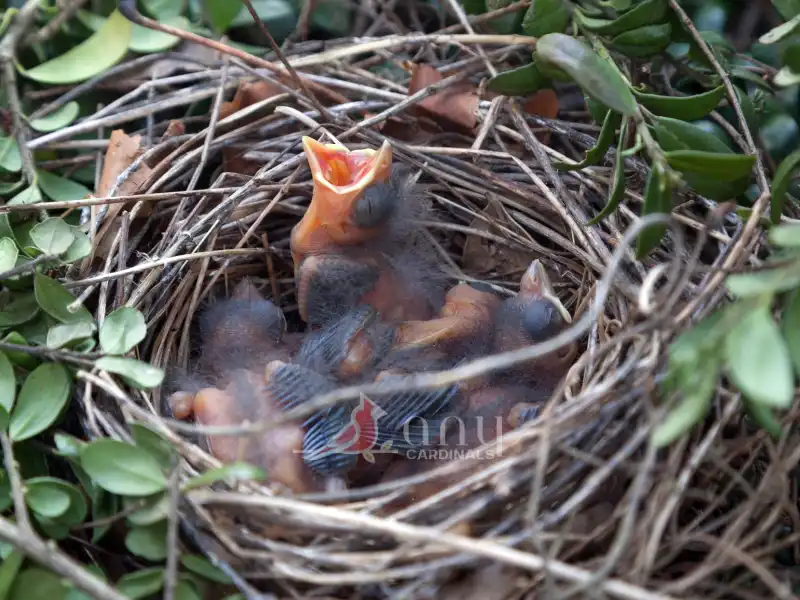 Cardinal Parenting Behavior