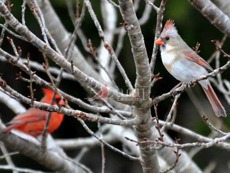 Cardinal Territorial Behavior