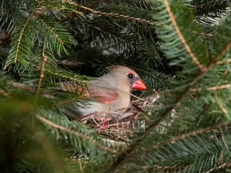 Nesting and Reproduction Behavior of Cardinal