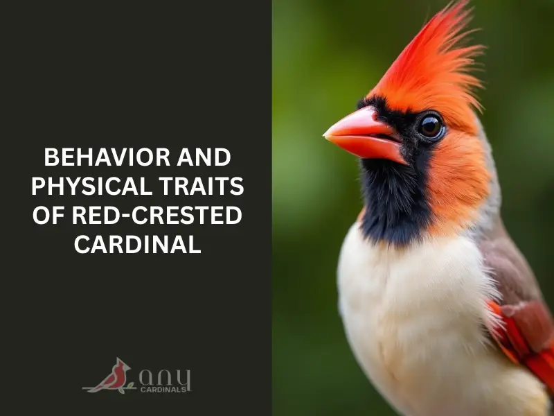 Behavior and Physical Traits of Red-crested Cardinal