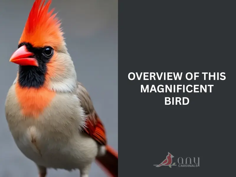 Overview of This Magnificent Bird
