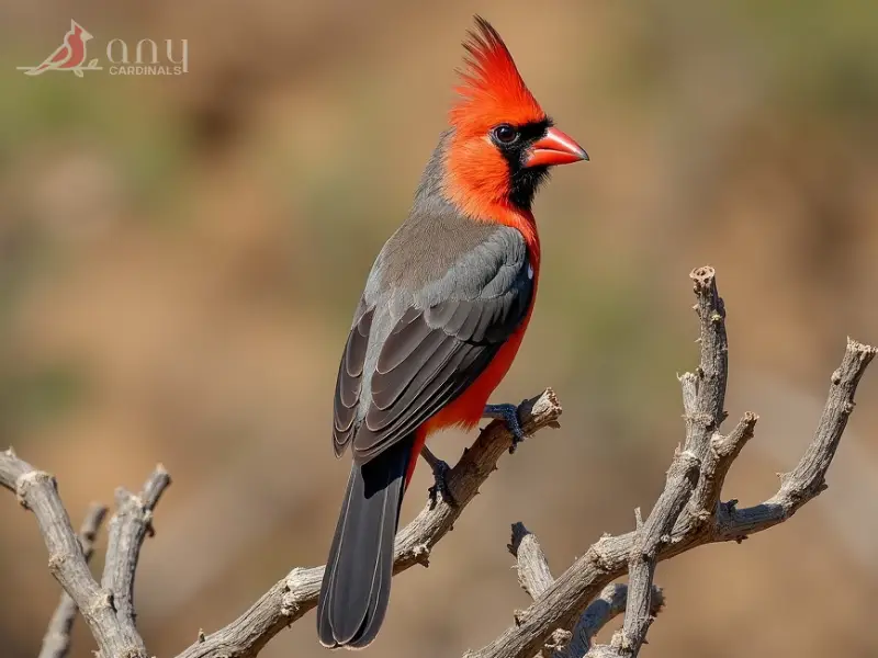 History and Origins of Red-cowled Cardinal