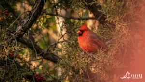 What Trees Attract Cardinals Most