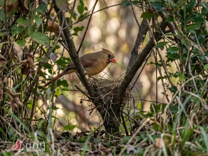 Why Trees Matter to Northern Cardinals