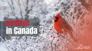 Are There Cardinals in Canada Year-Round