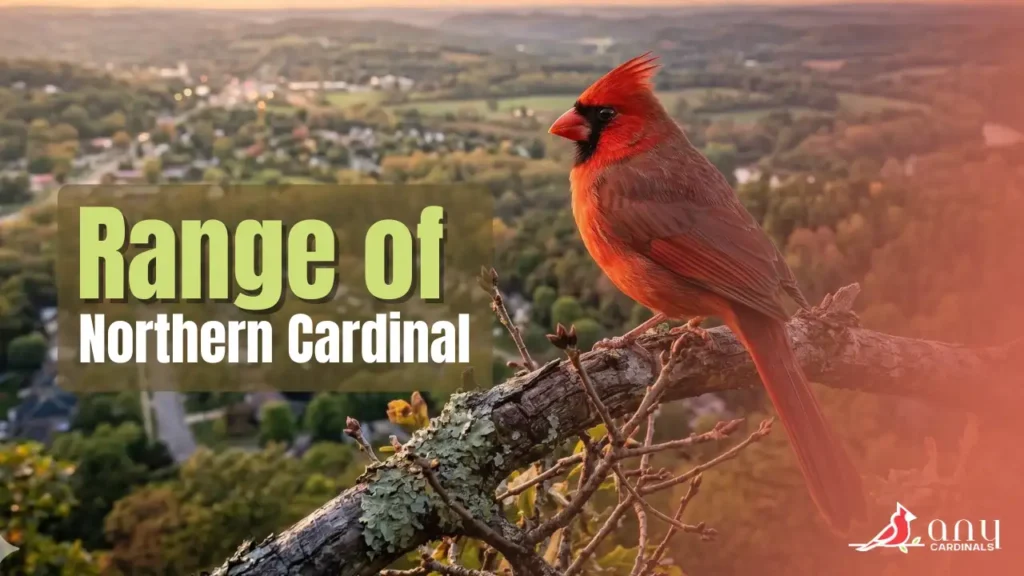 What Is the Range of the Northern Cardinal
