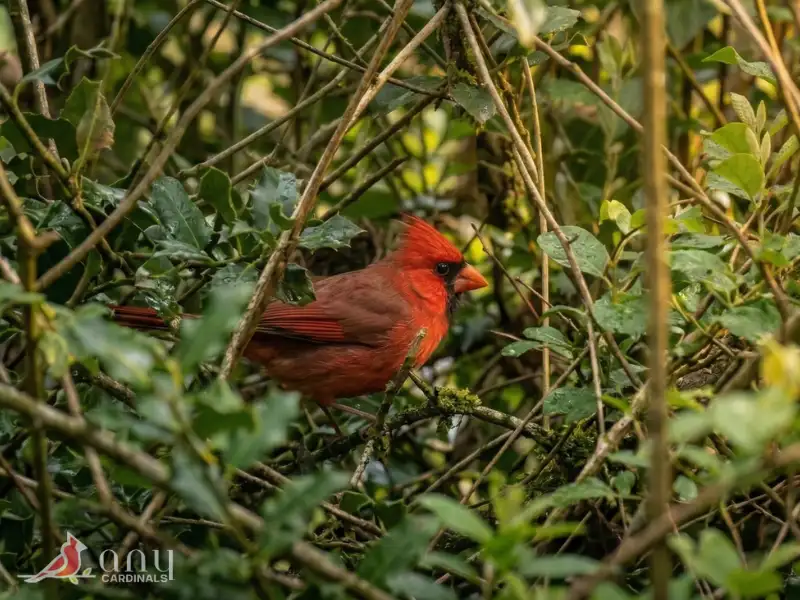 Why Dense Shrubs Matter to Northern Cardinals